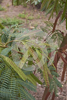 Leucaena leucocephala tree