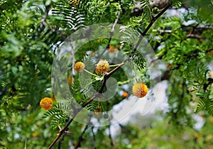 Leucaena retusa, Golden-Ball Lead Tree, yellow puff