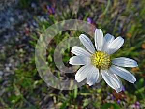 Leucanthemum