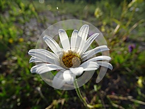 Leucanthemum