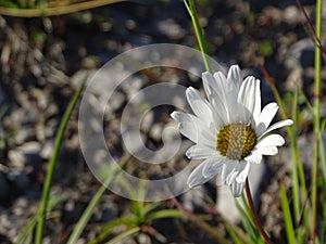 Leucanthemum