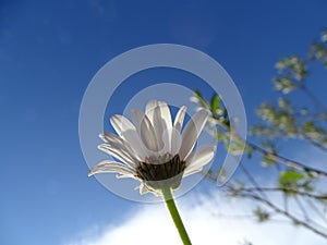 Leucanthemum