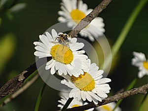 Leucanthemum