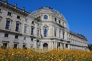 Leucanthemum field in front of Wuerzburg residence