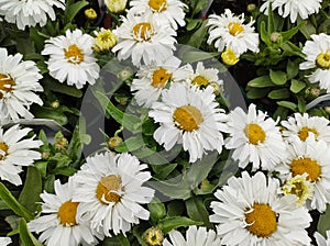 Leucanthemum 'Freak!'