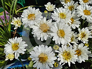 Leucanthemum 'Freak!'