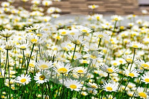 leucanthemum with a green tint blooms in a large flower bed, some of the flowers are photographed close-up