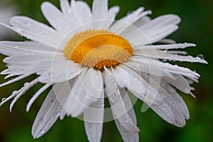 Leucanthemum maximum Shasta daisy, max chrysanthemum, Crazy Daisy, daisy wheel, daisy chain, chamomel, gang bang in the garden in