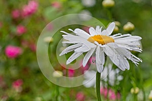 Leucanthemum maximum (Shasta daisy, max chrysanthemum, Crazy Daisy, daisy wheel, daisy chain, chamomel, gang bang) in the garden i