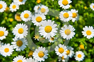 Leucanthemum Paludosum