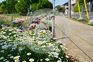 Leucanthemum Paludosum