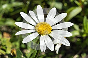 Leucanthemum x superbum `Snowcap`