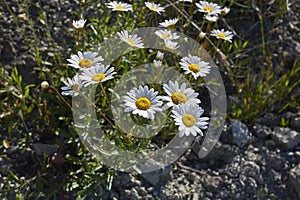 Leucanthemum vulgare in bloom