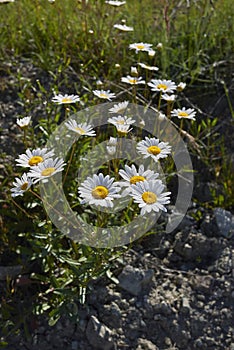 Leucanthemum vulgare in bloom