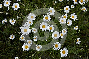 Leucanthemum vulgare in bloom