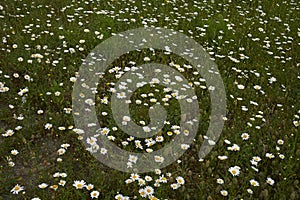 Leucanthemum vulgare in bloom