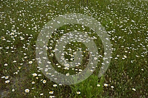 Leucanthemum vulgare in bloom