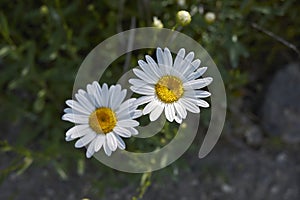 Leucanthemum vulgare in bloom