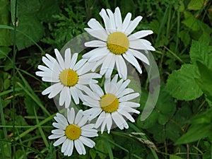 Leucanthemum vulgare blossoms spotted on nutrient-poor grassland