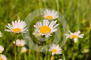 Leucanthemum vulgare meadows wild oxeye daisy flowers with white petals and yellow center in bloom, flowering beautiful plants on