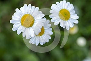 Leucanthemum vulgare meadows wild oxeye daisy flowers with white petals and yellow center in bloom, flowering beautiful plants