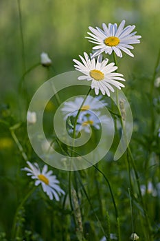 Leucanthemum vulgare meadows wild oxeye daisy flowers with white petals and yellow center in bloom, flowering beautiful plants