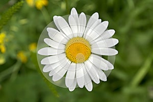 Leucanthemum vulgare meadows wild single flower with white petals and yellow center in bloom
