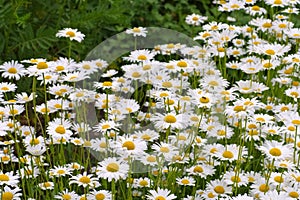 Leucanthemum vulgare, the ox-eye daisy photo