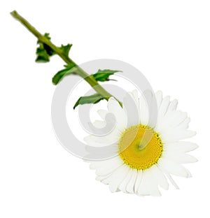 Leucanthemum vulgare, the ox-eye daisy or oxeye daisy