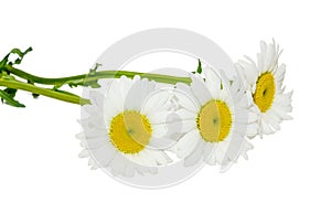 Leucanthemum vulgare, the ox-eye daisy or oxeye daisy