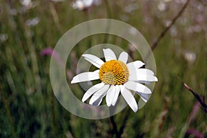 A Lone Oxeye Daisy In A Meadow Full Of Long Grass