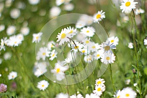 Leucanthemum Vulgare or wild daisies with blurry effect, European flora photo