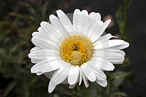 Leucanthemum x superbum `Becky` photo