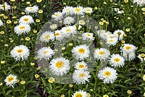 Leucanthemum x superbum `Engelina` photo