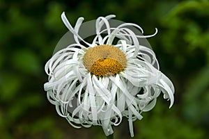 Leucanthemum x Superbum `Phyllis Smith photo