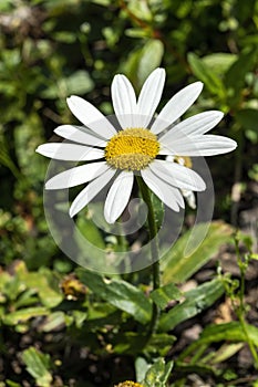 Leucanthemum x superbum `Snowcap` photo