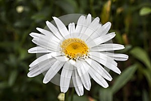 Leucanthemum x superbum `Wirral Supreme` photo