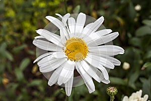 Leucanthemum x superbum `Wirral Supreme` photo