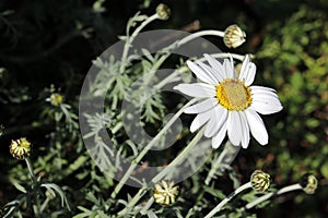 Leucanthemum Ã— superbum, or Shasta daisy
