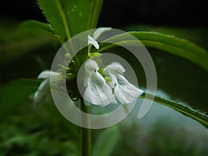 Leucas aspera flowers, white color flowers close-up, Leucas, Lamiaceae