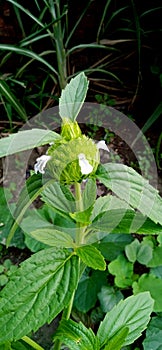 Leucas aspera goma barahalkura leaves branches bud