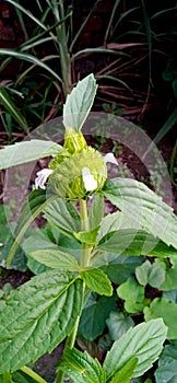 Leucas aspera guma barahalkura leaves branches bud