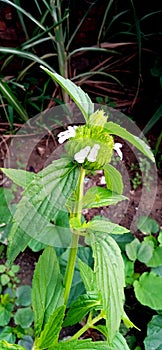 Leucas aspera gumma barahalkura leaves branches bud