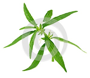 Leucas aspera or medicinal dondokolosh