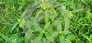 Leucas aspera thumba kubi gubo dhurpisag drona guma goma gumma plant