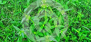 Leucas aspera thumba kubi gubo dhurpisag drona guma plant