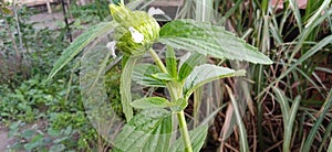 Leucas aspera thumba kubi gubo dhurpisag gumma guma goma stock photo