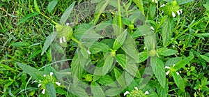 Leucas aspera thumba kubi gubo dhurpisag gumma guma photograph