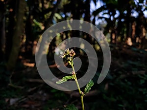 Leucas is a genus of plants in the family Lamiaceae, first described by Robert Brown in 1810. It contains over 200 species,