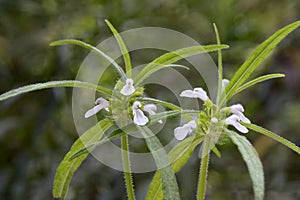 Leucas plants with flowers